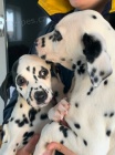 Dalmatsk� �t���tka na prodej.