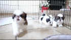 �t���tka SHIH TZU