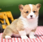 kr�sn� a rozko�n� hn�d� Pembroke Welsh Corgi �t��ata �t��ata na prodej.
