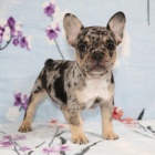 �t��ata francouzsk�ho buldo�ka 