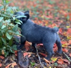 modr� sladk� and�lsk� zdrav� �t��ata francouzsk�ho buldo�ka na prodej.