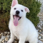 b�l� �t�n� n�meck�ho ov��ka na prodej.