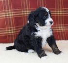 �t��ata Bernedoodle na prodej.