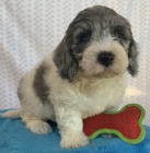 �t��ata Bernedoodle