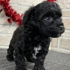 �ern� �t��ata bichon poo