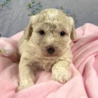 zdrav� a kr�sn� �t��ata bichon poo na prodej. 