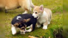 �t��ata Pembroke Welsh Corgi