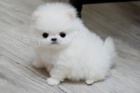 NEMECK� TRPASLI�� �PIC/POMERANIAN