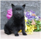 Rozko�n� �t���tka Schipperke