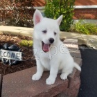 �t���tka shiba inu s PP- Nab�dka