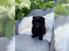 �t���tka Pomeranian- b�lo �ern� ~ Fene�ka