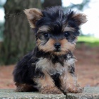 yorkie �t��ata na prodej.