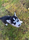 mu�i a �eny sibi�sk� husky �t��ata na prodej.