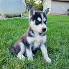 kr�sn� o�kovan� �t���tka husky na prodej.