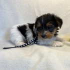 prodej kr�sn�ch o�kovan�ch �t���tek BIEWER.