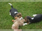 �t��ata Beagle na prodej