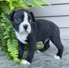 Bostonsk� teri�r