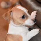 z�skejte ��asn� a zdrav� �t��ata jack russell na prodej.