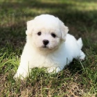 Bichon frize �t��ata na prodej,