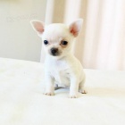 �t��ata �ivavy k adopci