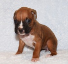 �t��ata boxera na prodej