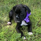 �ern� kr�sn� boxer