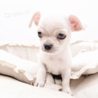 �t��ata �ivavy k adopci