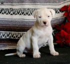 zdrav� �t�n� dogo argentino