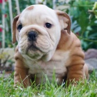 anglick� buldok �t��ata