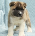 akita �t��ata