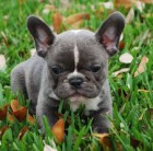 Kr�sn� francouzsk� buldo�ek �t��ata k adopci