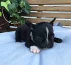 Kr�sn� francouzsk� buldo�ek �t��ata k adopci