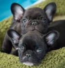 kr�sn� francouzsk� buldo�ky k adopci