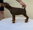 Dobrman �t��ata