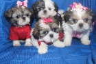 �t��ata Shih Tzu p�ipravena