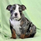 Anglick� buldok �t��ata 