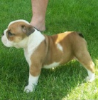 Francouzsk� buldo�ek �t��ata