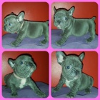 ZDRAV� a O�KOVAN� �t���tka modr�ho buldo�ka na prodej.