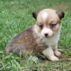 kr�sn� a rozko�n� samec a samice Pembroke Welsh Corgi �t��ata �t��ata na prodej.