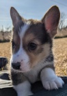 kr�sn� a rozko�n� Pembroke Welsh Corgi �t��ata �t��ata na prodej.