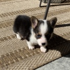 mini Pembroke Welsh Corgi Puppies �t��ata na prodej.