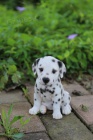 �T��ATA DALMATIAN