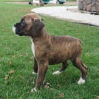 na prodej od�erven� �t��ata boxera