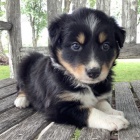 Zdrav� a kr�sn� o�kovan� �t���tka border kolie na prodej.