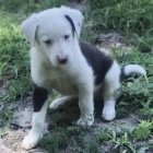 o�kovan� border kolie