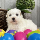 Bichon �t��ata �t��ata