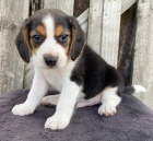 Trikolorn� miluj�c� �t��ata beagle jsou nyn� k dispozici a jsou p�ipravena k prodeji.