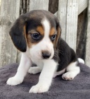 Trikolorn� miluj�c� �t��ata beagle jsou nyn� k dispozici a jsou p�ipravena k prodeji.