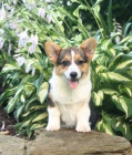 Roztomil� Welsh Corgi (Pembroke)