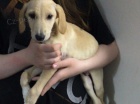 2 x �t��ata saluki